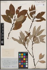 Foto von Salix caprea L.